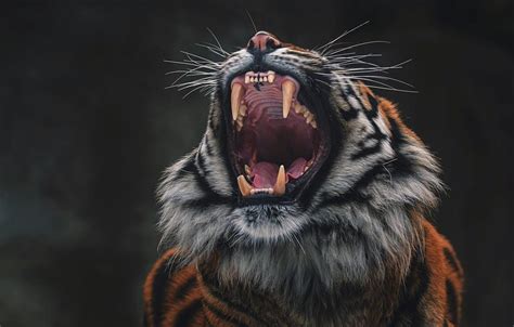 aggressive tiger wallpaper desktop.